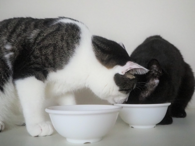 同じお皿からフードを食べる二匹の猫