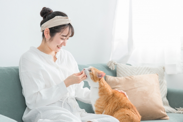 飼い主の手からフードをもらう茶トラ猫