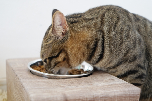 ドライフードを食べるキジトラ猫