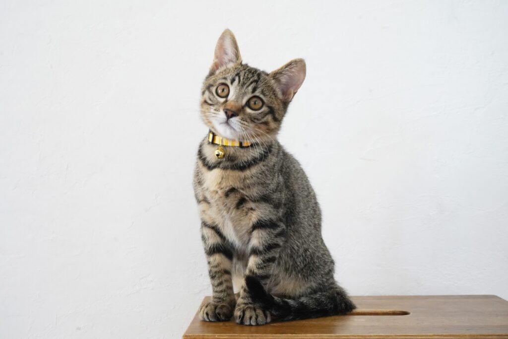 テーブルの上のキジトラ猫