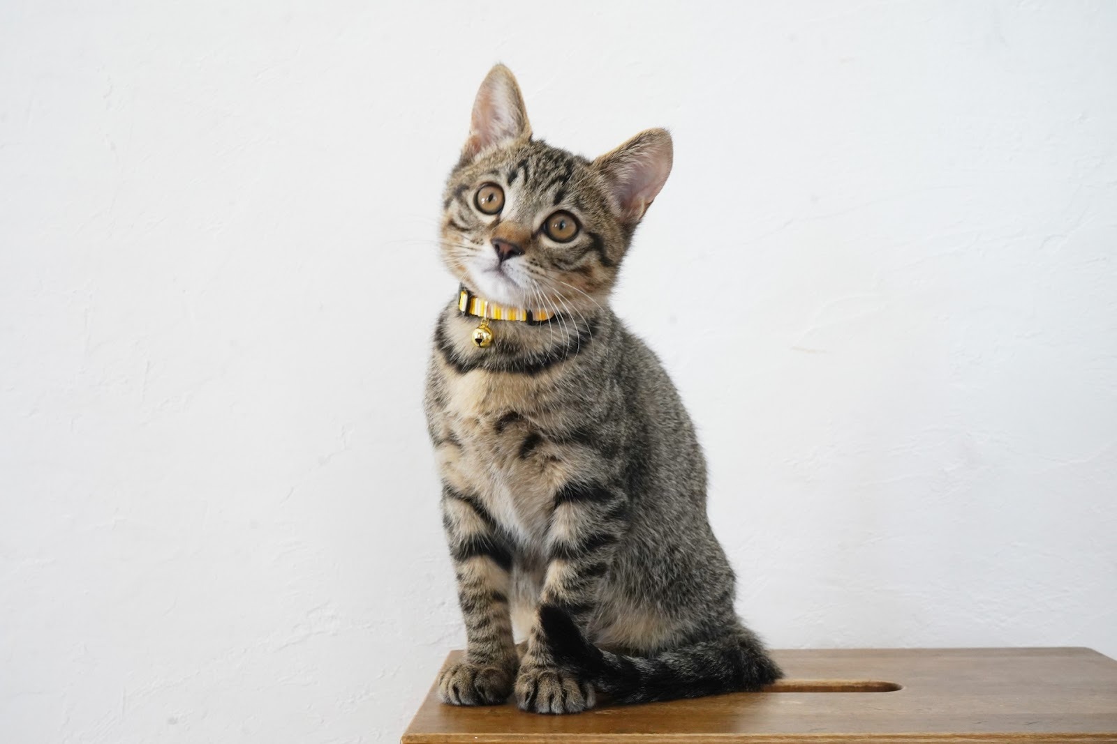 テーブルの上のキジトラ猫