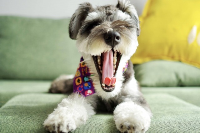 あくびしているミニチュアシュナウザー