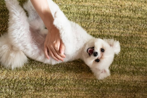 お腹を撫でられるマルチーズ