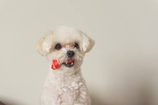 おもちゃを咥えているマルチーズ