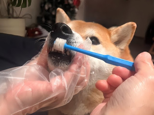 歯磨きをされている柴犬